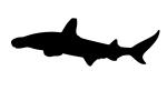Hammerhead Shark Silhouette, (Elasmobranchii, Sphyrnidae), Elasmobranchii, Carcharhiniformes, Sphyrnidae, logo, shape
