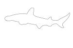 Hammerhead Shark outline, (Elasmobranchii, Sphyrnidae), Elasmobranchii, Carcharhiniformes, Sphyrnidae, line drawing, shape