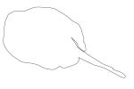 Yellow Stingray outline, line drawing, shape, AACV02P02_02O