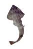 Atlantic Guitarfish, (Rhinobatos lentiginosus), Rajiformes, Rhinobatidae, photo-object, object, cut-out, cutout, AACV02P02_06F