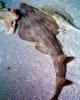 Atlantic Guitarfish, (Rhinobatos lentiginosus), Rajiformes, Rhinobatidae, AACV02P02_08
