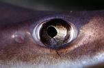 Eye of a Brown Smoothhound, (Mustelus henlei)