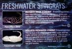 Freshwater Stingrays, AACV02P04_02