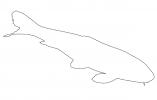 Carp [Cyprinidae] outline, line drawing, shape, AAEV01P06_09O