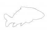 Carp [Cyprinidae] outline, line drawing, shape, AAEV01P06_14O