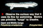 Ornate Bichir, (Polypterus ornatipinnis), [Polypteridae], Actinopterygii, Polypteriformes, Polypteridae