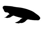 Australian Lungfish silhouette, (Neoceratodus forsteri), Dipnoi, Ceratodontiformes, Ceratodontidae, tetrapod, shape, logo, AAFV01P03_03M