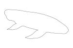 Australian Lungfish outline, (Neoceratodus forsteri), Dipnoi, Ceratodontiformes, Ceratodontidae, tetrapod, line drawing, shape, AAFV01P03_03O