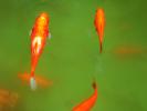 Comet Goldfish Pond