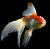 Ranchu, Goldfish (Carassius auratus), AAGD01_021