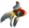 Fantail Goldfish  photo-object, AAGD01_021F