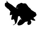 Fantail Goldfish silhouette, logo, shape