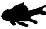 Ranchu silhouette, logo, shape, AAGD01_039M
