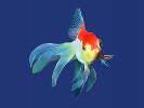 Fantail Goldfish in deep blue waters, Paintography