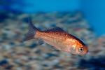 Common Goldfish, AAGV01P03_02.4094