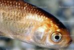 Common Goldfish, AAGV01P03_02B