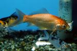 Common Goldfish, AAGV01P03_03