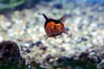 Common Goldfish, AAGV01P03_04