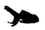 Oranda silhouette, shape, logo, AAGV01P05_13.4094M