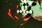 Comet Goldfish and Water Hyacinth, Pond