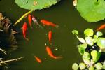 Comet Goldfish and Water Hyacinth, Pond