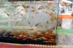 Alameda County Fair Goldfish Tank, AAGV01P06_13