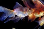 Fantail Goldfish, AAGV01P07_19