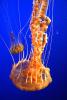 Northern Sea Nettle, (Chrysaora melanaster), Semaeostomeae, Pelagiidae, brown jellyfish, AAJD01_002