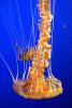 Northern Sea Nettle, (Chrysaora melanaster), Semaeostomeae, Pelagiidae, brown jellyfish, AAJD01_003