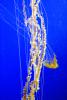 Northern Sea Nettle, (Chrysaora melanaster), Semaeostomeae, Pelagiidae, brown jellyfish, AAJD01_004