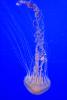 Northern Sea Nettle, (Chrysaora melanaster), Semaeostomeae, Pelagiidae, brown jellyfish, AAJD01_005
