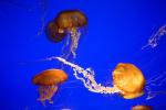 Northern Sea Nettle, (Chrysaora melanaster), Semaeostomeae, Pelagiidae, brown jellyfish, AAJD01_008