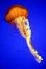 Northern Sea Nettle, (Chrysaora melanaster), Semaeostomeae, Pelagiidae, brown jellyfish, AAJD01_011