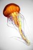 Northern Sea Nettle, (Chrysaora melanaster), Semaeostomeae, Pelagiidae, brown jellyfish, AAJD01_011B