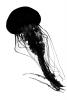 silhouette of a Jellyfish, Northern Sea Nettle, (Chrysaora melanaster), Semaeostomeae, Pelagiidae, brown jellyfish