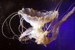 Northern Sea Nettle, (Chrysaora melanaster), Semaeostomeae, Pelagiidae, brown jellyfish, AAJD01_012