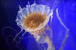 Northern Sea Nettle, (Chrysaora melanaster), Semaeostomeae, Pelagiidae, brown jellyfish, AAJD01_013