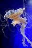 Northern Sea Nettle, (Chrysaora melanaster), Semaeostomeae, Pelagiidae, brown jellyfish, AAJD01_014