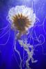 Northern Sea Nettle, (Chrysaora melanaster), Semaeostomeae, Pelagiidae, brown jellyfish, AAJD01_015