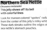 Northern Sea Nettle, (Chrysaora melanaster), Semaeostomeae, Pelagiidae, brown jellyfish, AAJD01_017