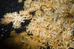 Upside-Down Jelly, (Cassiopea xamachanas), Rhizostomae, Cassiopeidae, AAJD01_018