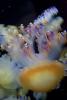 Mediterranean Jelly, (Cotylorhiza tuberculata), Rhizostomeae, Cepheidae, AAJD01_034