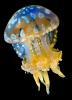 Spotted Jelly, (Mastigias papua), Rhizostomeae, Mastigiidae, AAJD01_048