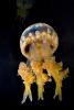 Spotted Jelly, (Mastigias papua), Rhizostomeae, Mastigiidae, AAJD01_049