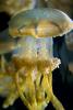 Spotted Jelly, (Mastigias papua), Rhizostomeae, Mastigiidae, AAJD01_055