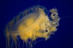fried egg jellyfish, egg-yolk jellyfish, (Phacellophora camtschatica), Semaeostomeae, Ulmaridae, AAJD01_064