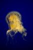 fried egg jellyfish, egg-yolk jellyfish, (Phacellophora camtschatica), Semaeostomeae, Ulmaridae, AAJD01_065