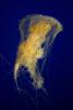 fried egg jellyfish, egg-yolk jellyfish, (Phacellophora camtschatica), Semaeostomeae, Ulmaridae, AAJD01_066