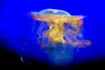fried egg jellyfish, egg-yolk jellyfish, (Phacellophora camtschatica), Semaeostomeae, Ulmaridae, AAJD01_068