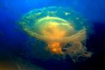 fried egg jellyfish, egg-yolk jellyfish, (Phacellophora camtschatica), Semaeostomeae, Ulmaridae, AAJD01_069